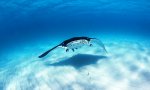 Lustiges Video - Manta schaut mit seiner Fisch-Schule vorbei
