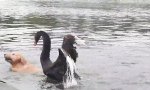 Funny Video : Aggro-Schwan