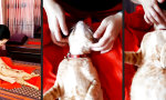 Lustiges Video - Mit dem Katzerich in den Massage-Salon