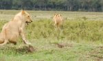 4 Löwen vs 1Mungo