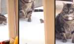Lustiges Video : Fiese Kaddse
