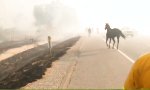Movie : Pferd mit Prioritäten