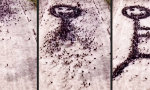 Lustiges Video - Taubenkunst