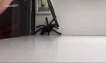 Lustiges Video : Behutsam die Spinne einfangen