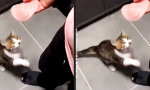 Movie : Wurst für die Katz