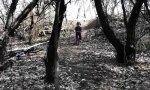 Lustiges Video - Da stand ein Baum im Weg