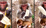 Movie : Was wir nicht mögen, mögen nicht mal diese Affen