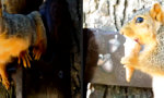 Movie : Eishörnchen für’s Eichhörnchen