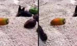 Lustiges Video : Oh schau! Kokosnüsse!