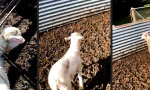 Lustiges Video - Immer etwas aus der Reihe tanzen