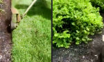 Lustiges Video : Spezialeinsatz Rasenkante