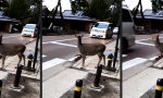 Funny Video - Zebrastreifen in Nara, Japan