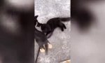 Funny Video - Katzen-Entledigungs-Trick