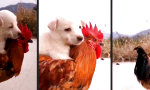 Funny Video - Heute gibt’s Cock-Dog