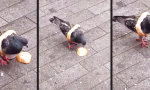 Movie : Taube und ihr neuer Brot-Bikini
