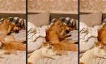 Lustiges Video : Wenn Bello und Muschi im Bett chillen