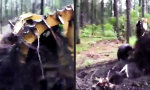 Movie : Hier werden keine Wurzeln geschlagen