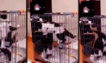 Movie : Öffnet das Katzenportal