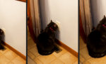 Lustiges Video : Electro-Cat Recharging