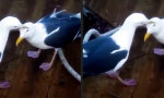 Funny Video - Frisch aus dem Schnabelgreifarmautomaten