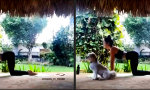 Funny Video : Harmonie beim Yoga