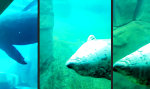 Lustiges Video : Gechilltes Specktorpedo