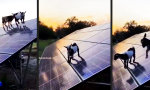 Movie : Zickig wie nie dank Sonnenenergie
