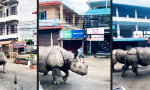Lustiges Video - Gehen zwei Nashörner in Nepal spazieren