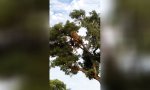 Lustiges Video : Streit am Drive-Thru-Schalter