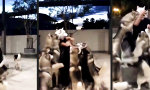 Howl to the Husky King