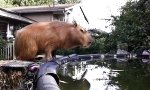 Capybara Flachköpper