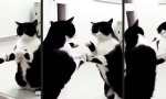 I´m...starting with the cat...in...the mirror