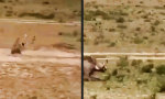 Lustiges Video - Gut, wenn man Pumbaa hat