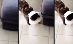 Funny Video : Bisschen eingeschränkt
