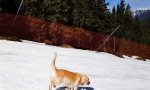 Hundstage im Schnee