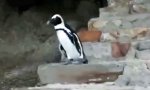 Funny Video : Pinguin-Probleme