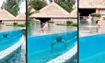 Funny Video : Die zersägte Jungfrau im Pool