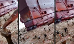 Lustiges Video : Was zum...