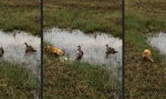 Funny Video - Die Familie beschützen
