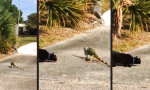 Funny Video - Wo sich Katz und Echse Gute Nacht sagen