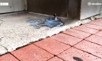 Funny Video - Wiederentdeckung der Kreidezeit