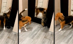 Lustiges Video : Die Katze verarschen