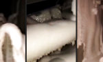 Funny Video : Kühlraum wider Willen