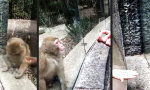 Affengeiler Trick