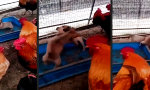Lustiges Video : Welpen-Wrestling statt Hahnenkampf