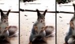 Funny Video : Conga Hörnchen