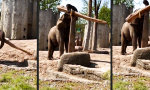 Funny Video - Dickhäutiger Balanceakt