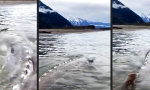 Funny Video - Nessi lebt