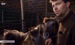Lustiges Video : So treu und zutraulich