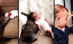 Funny Video : Feline Kindheit